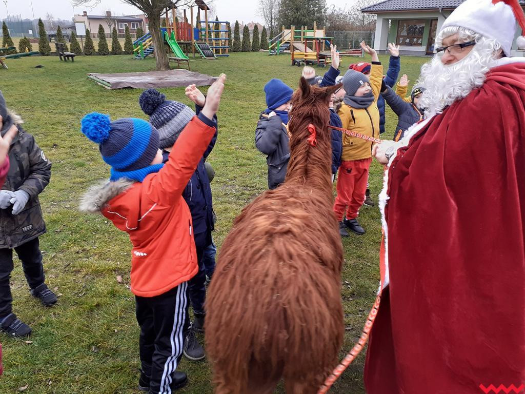 Mikołaj i alpaki w przedszkolu Bajkowy Świat w Pyzdrach