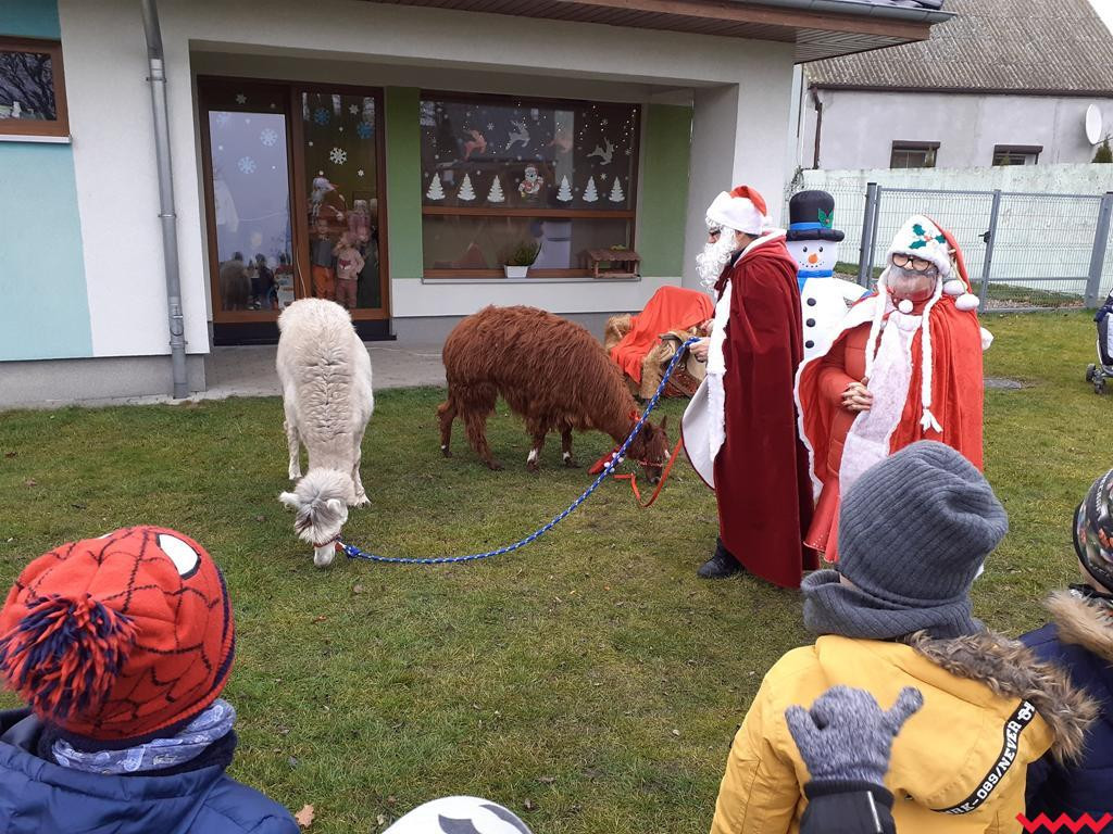 Mikołaj i alpaki w przedszkolu Bajkowy Świat w Pyzdrach