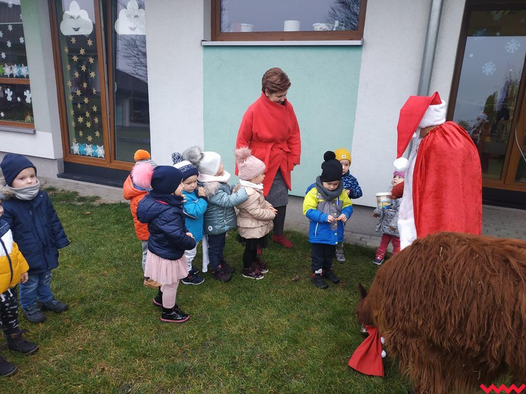 Mikołaj i alpaki w przedszkolu Bajkowy Świat w Pyzdrach