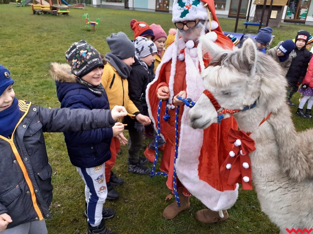 Mikołaj i alpaki w przedszkolu Bajkowy Świat w Pyzdrach