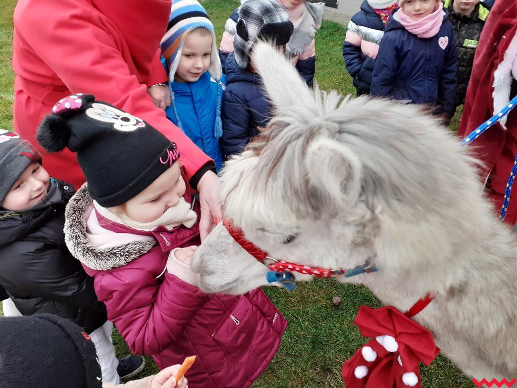 Mikołaj i alpaki w przedszkolu Bajkowy Świat w Pyzdrach