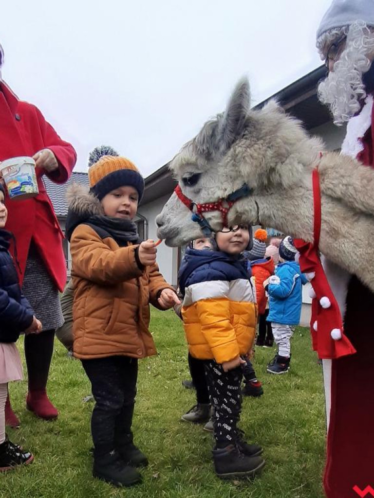 Mikołaj i alpaki w przedszkolu Bajkowy Świat w Pyzdrach