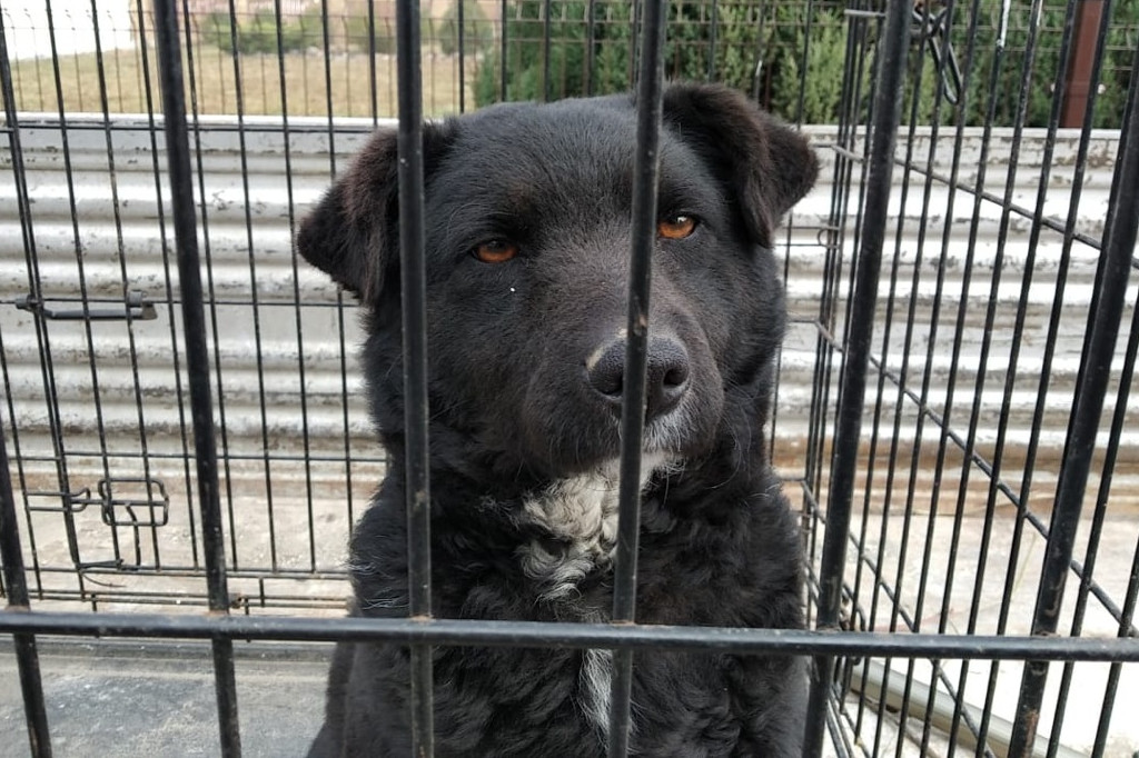 Trafią do schroniska, jeśli nie znajdą domów