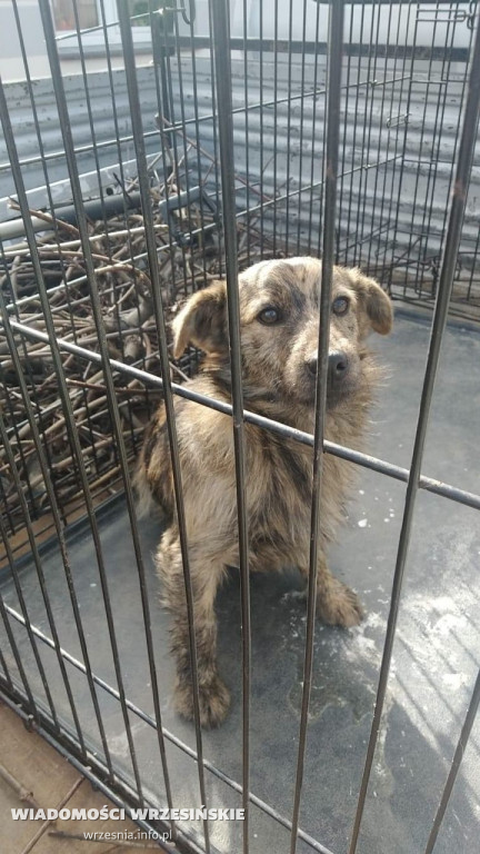 Trafią do schroniska, jeśli nie znajdą domów