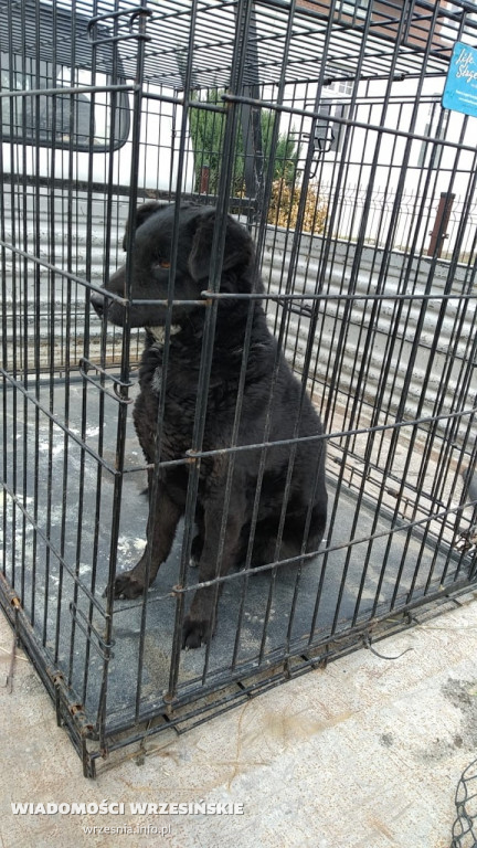 Trafią do schroniska, jeśli nie znajdą domów