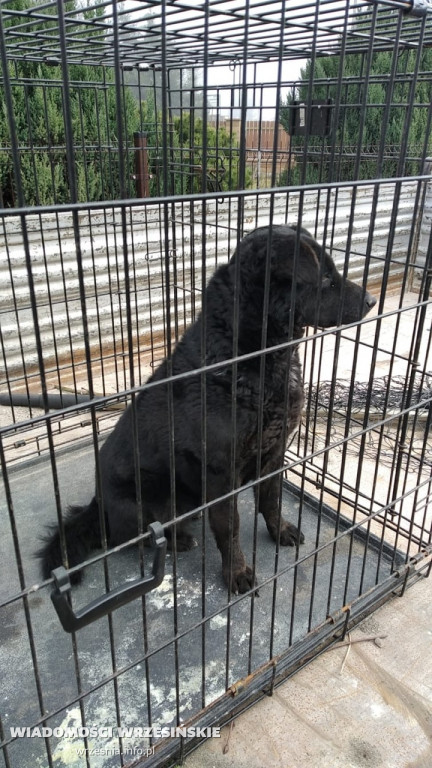 Trafią do schroniska, jeśli nie znajdą domów