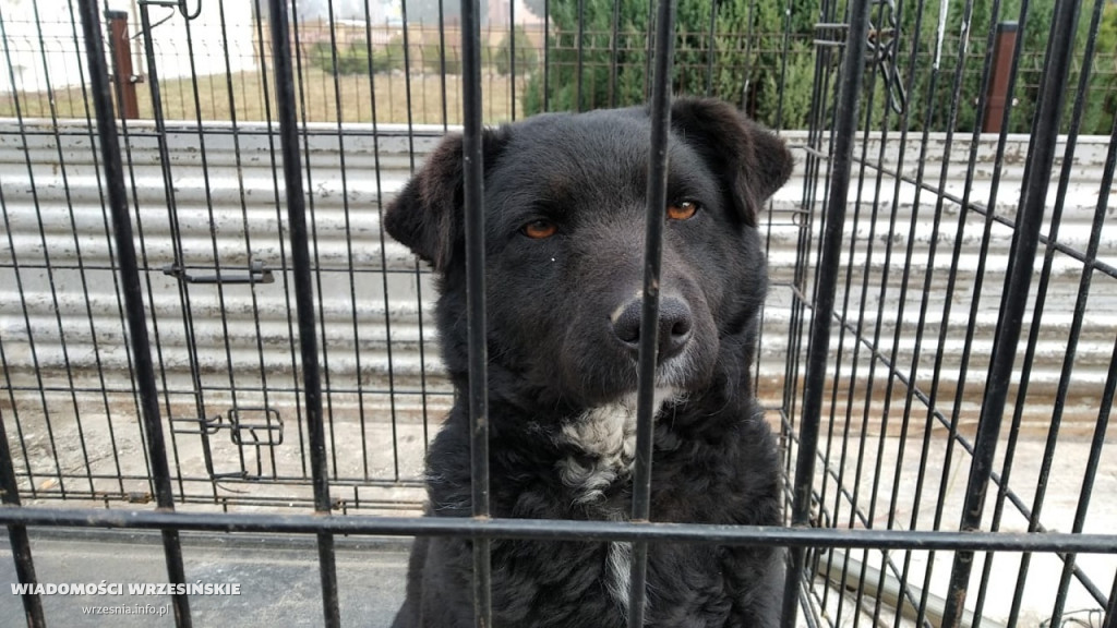 Trafią do schroniska, jeśli nie znajdą domów