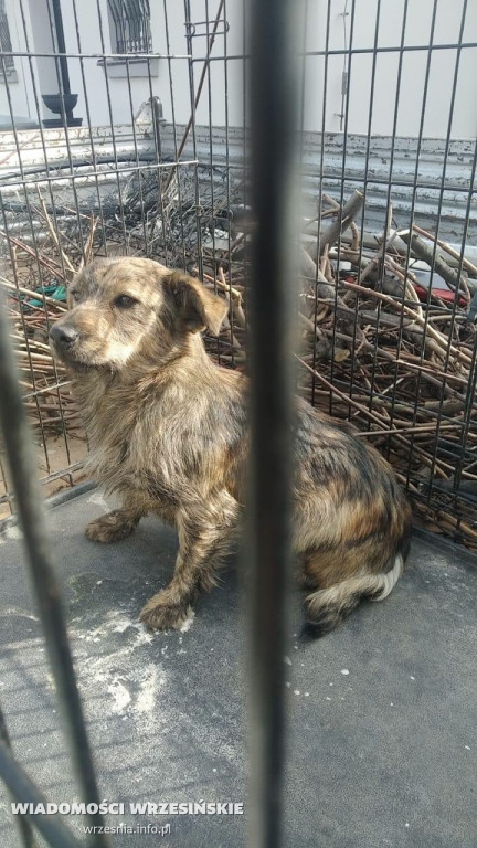 Trafią do schroniska, jeśli nie znajdą domów