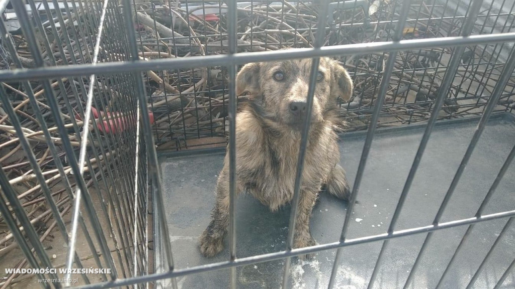 Trafią do schroniska, jeśli nie znajdą domów