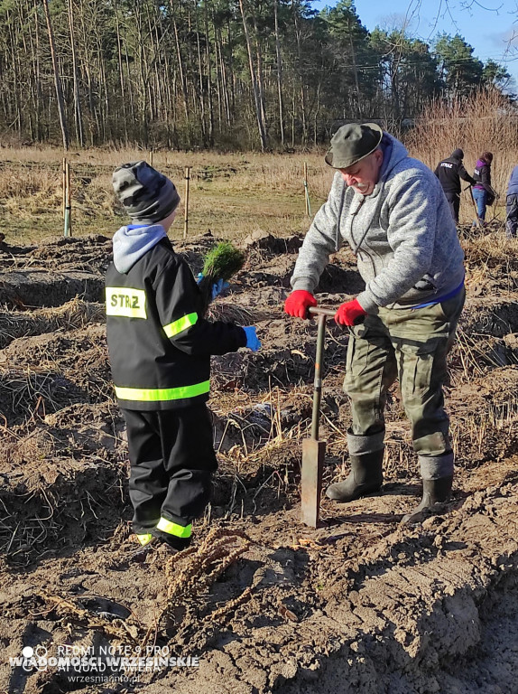 Kilka tysięcy drzew posadzono miłosławskim parku