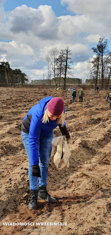 Kilka tysięcy drzew posadzono miłosławskim parku