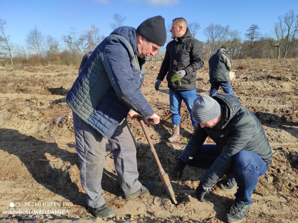 Kilka tysięcy drzew posadzono miłosławskim parku