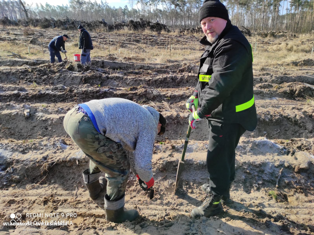 Kilka tysięcy drzew posadzono miłosławskim parku