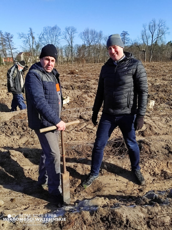 Kilka tysięcy drzew posadzono miłosławskim parku