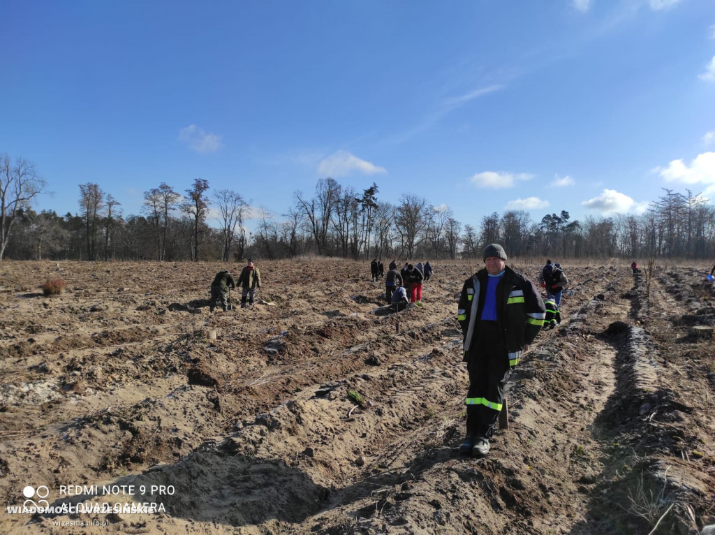 Kilka tysięcy drzew posadzono miłosławskim parku