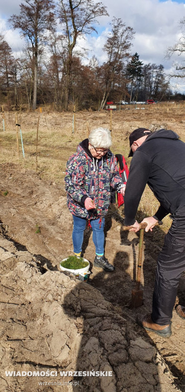 Kilka tysięcy drzew posadzono miłosławskim parku