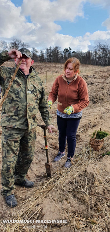 Kilka tysięcy drzew posadzono miłosławskim parku