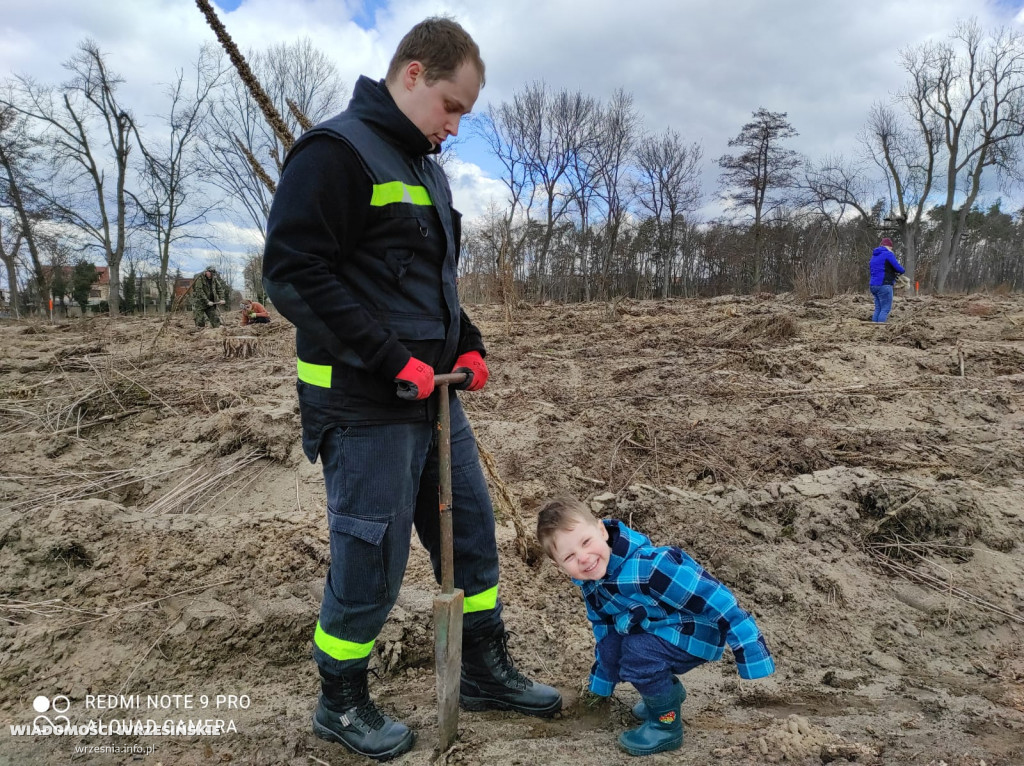 Kilka tysięcy drzew posadzono miłosławskim parku