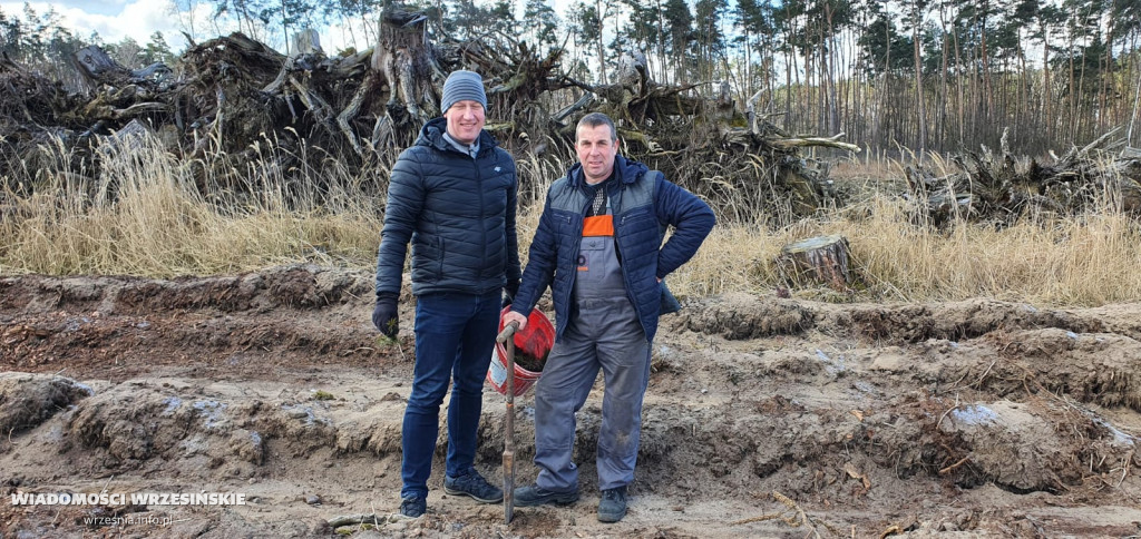 Kilka tysięcy drzew posadzono miłosławskim parku