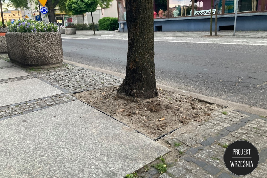Poprawa warunków, w kórych rosną miejskie drzewa