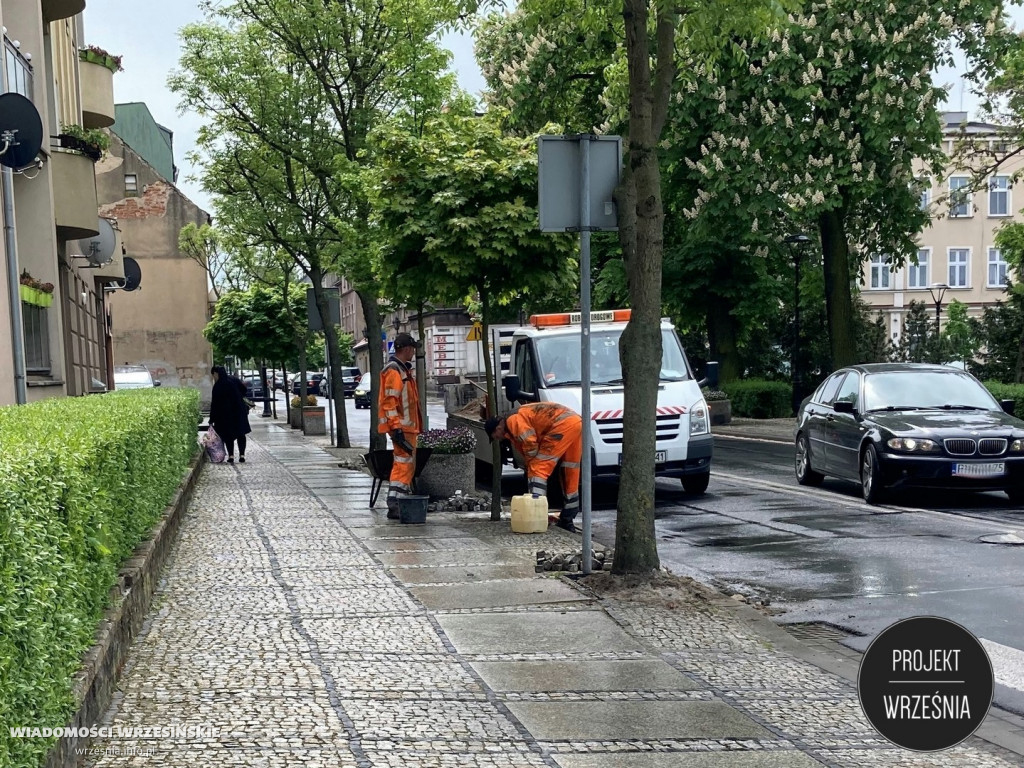 Poprawa warunków, w kórych rosną miejskie drzewa