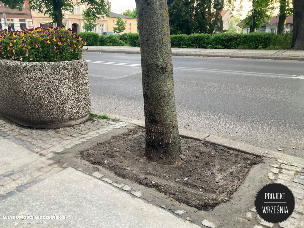 Poprawa warunków, w kórych rosną miejskie drzewa