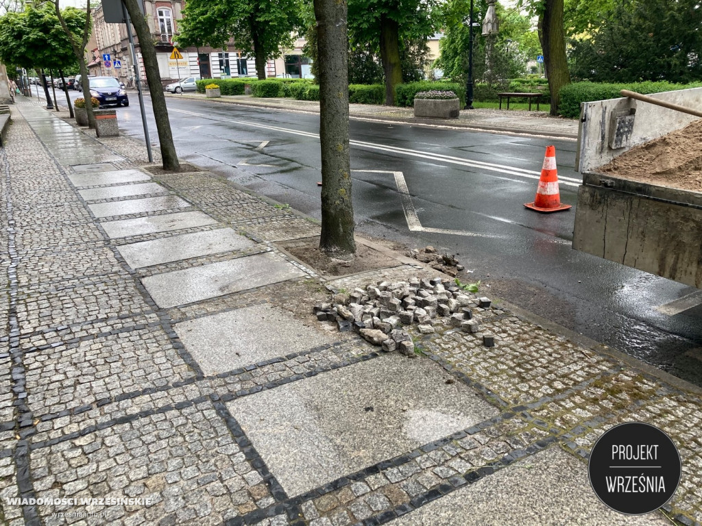 Poprawa warunków, w kórych rosną miejskie drzewa
