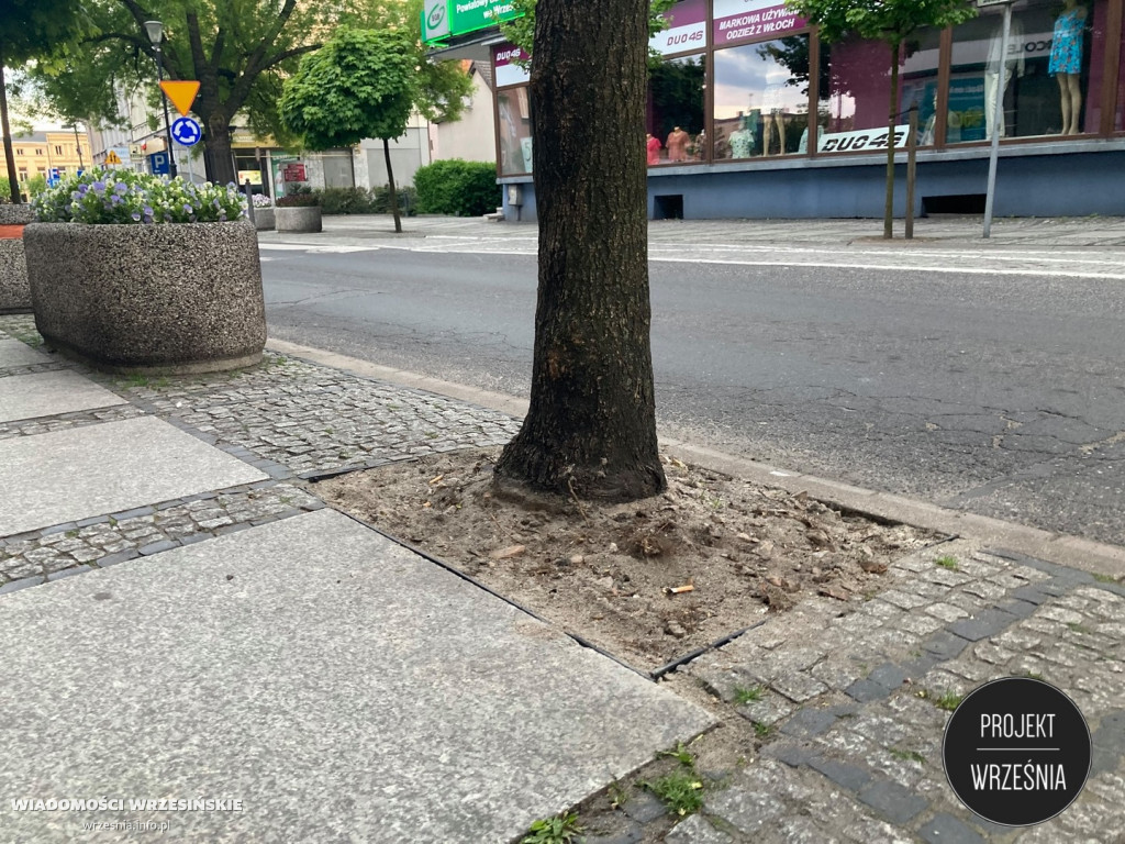 Poprawa warunków, w kórych rosną miejskie drzewa