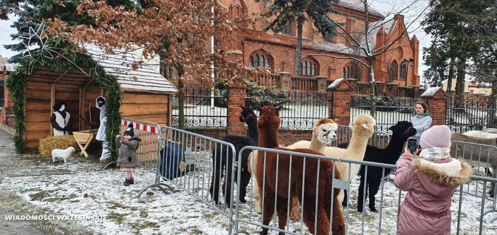 Żywa szopka przyciąga tłumy mieszkańców