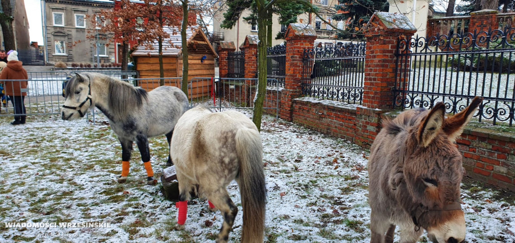 Żywa szopka przyciąga tłumy mieszkańców