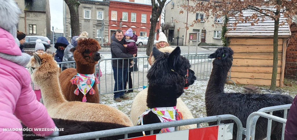 Żywa szopka przyciąga tłumy mieszkańców