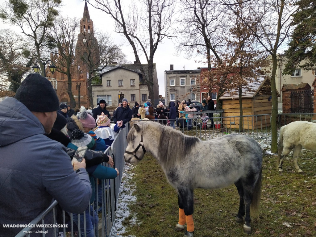 Żywa szopka przyciąga tłumy mieszkańców