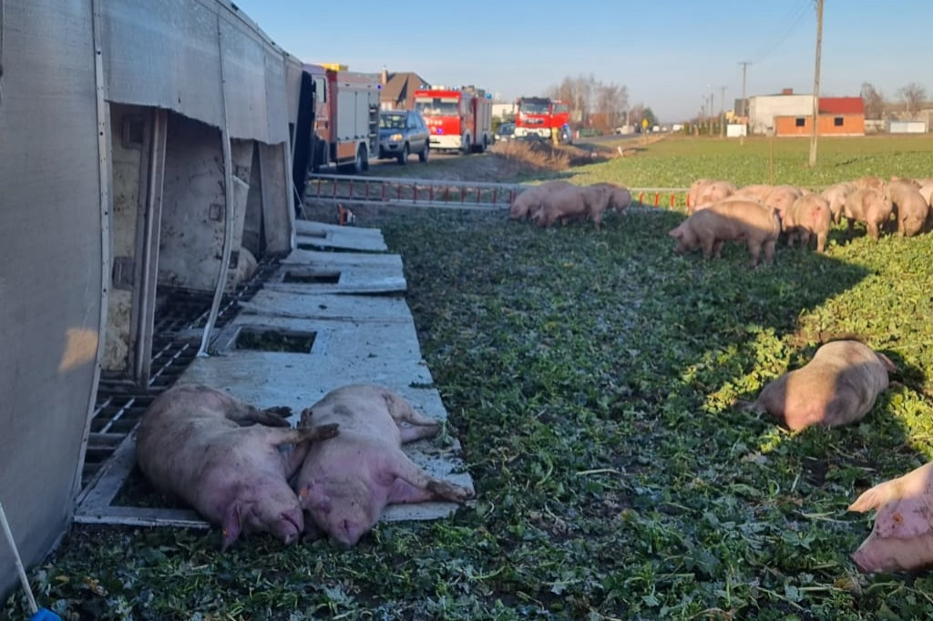 Przewróciła się ciężarówka z transportem świń