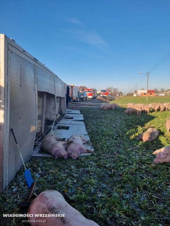 Przewróciła się ciężarówka z transportem świń