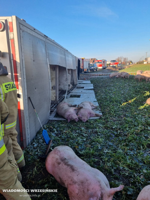 Przewróciła się ciężarówka z transportem świń