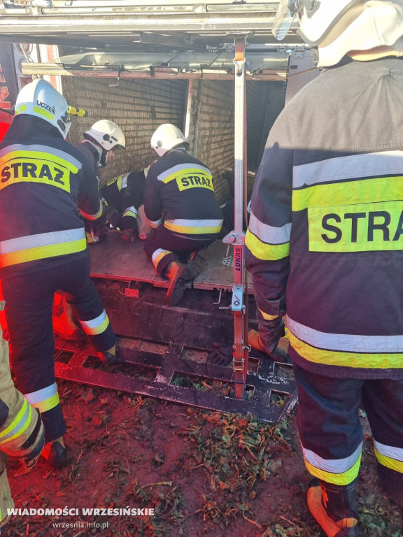 Przewróciła się ciężarówka z transportem świń