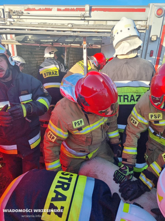 Przewróciła się ciężarówka z transportem świń