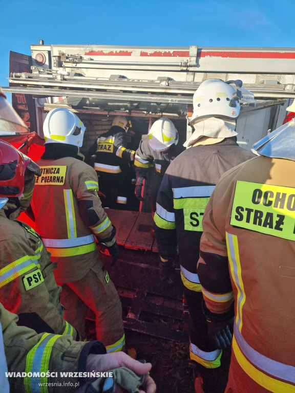 Przewróciła się ciężarówka z transportem świń