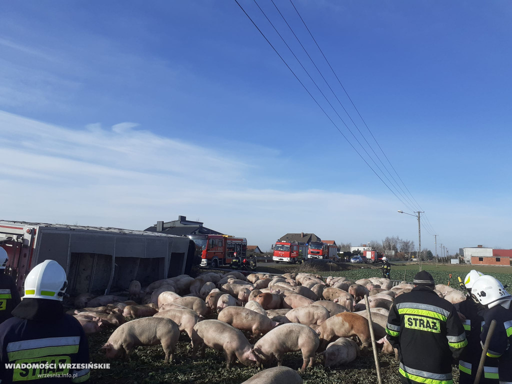 Przewróciła się ciężarówka z transportem świń