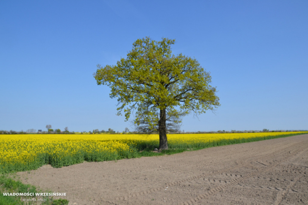 23. Rodziny Rajd Rowerowy we Wrześni