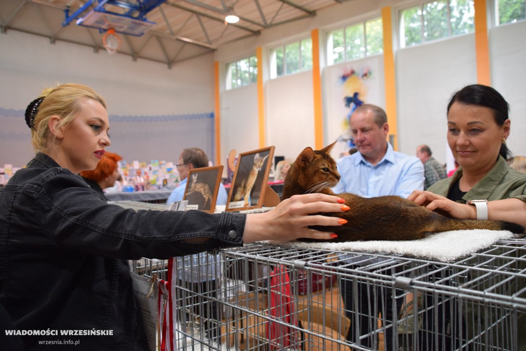 Pokaz kotów w ZSTiO, 22 maja