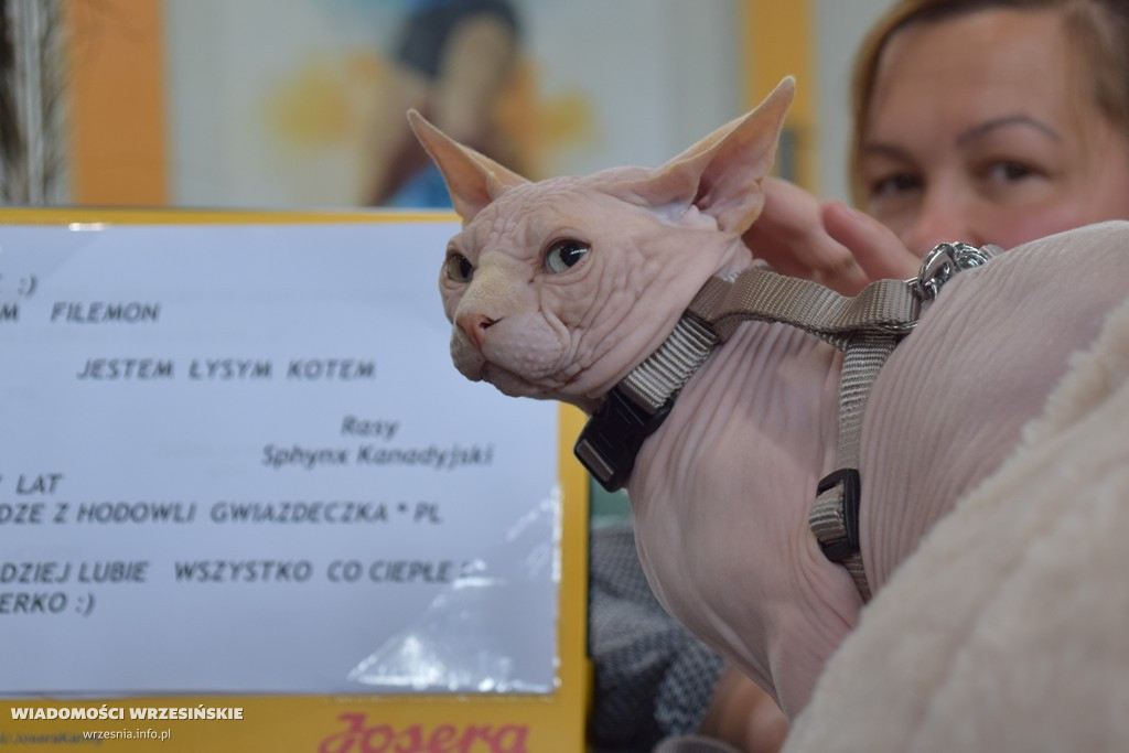 Pokaz kotów w ZSTiO, 22 maja