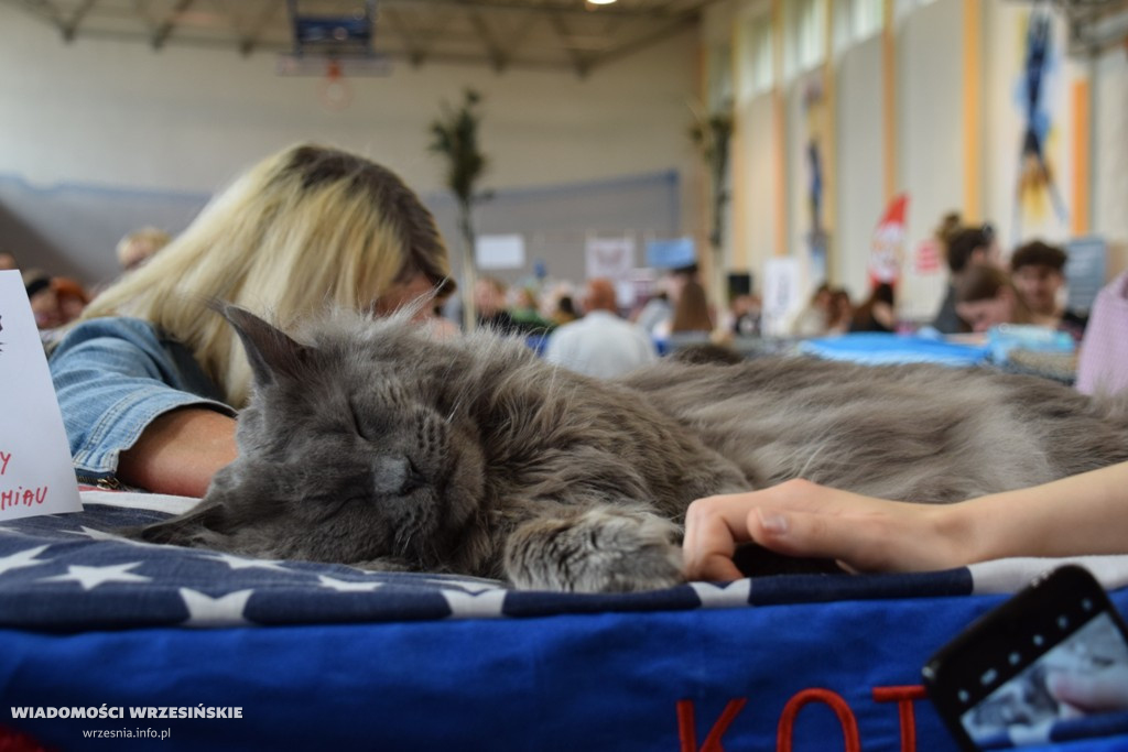 Pokaz kotów w ZSTiO, 22 maja