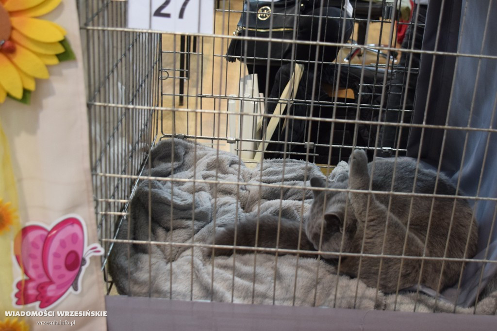 Pokaz kotów w ZSTiO, 22 maja