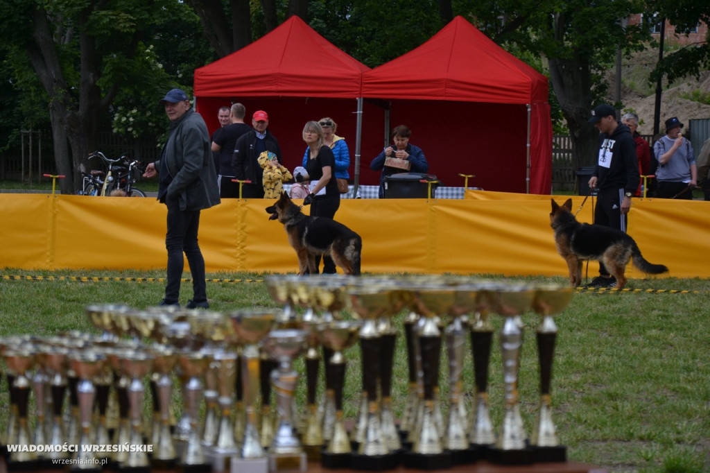 Weekend na Wrzosowej z owczarkami niemieckimi