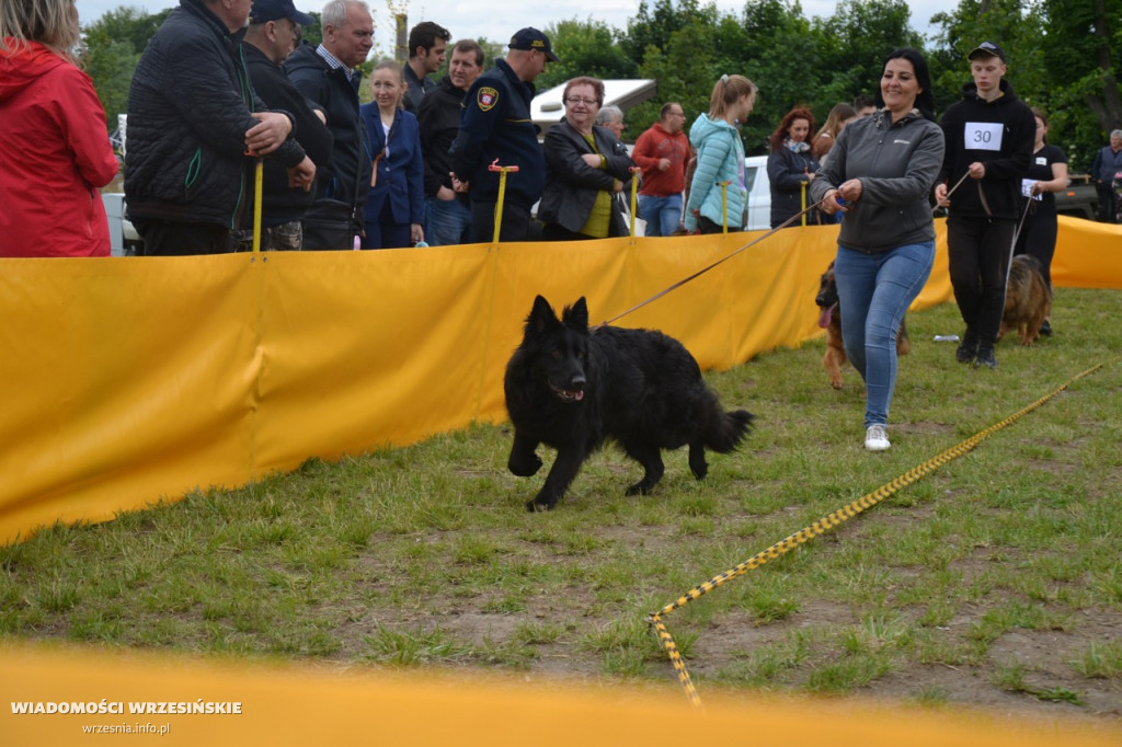 Weekend na Wrzosowej z owczarkami niemieckimi