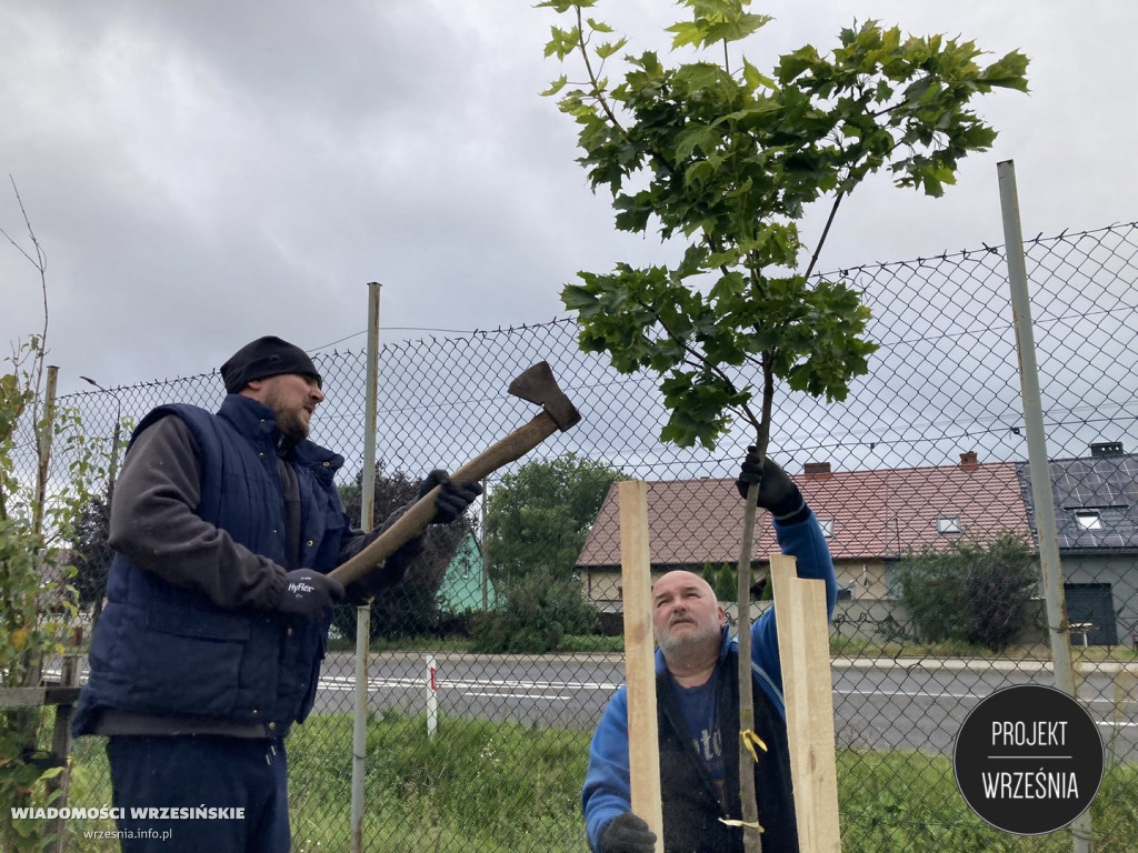 Nowe drzewa w Gozdowie oraz Gulczewie