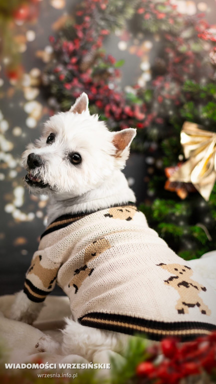 Świąteczne światy Zielonej Fabryki