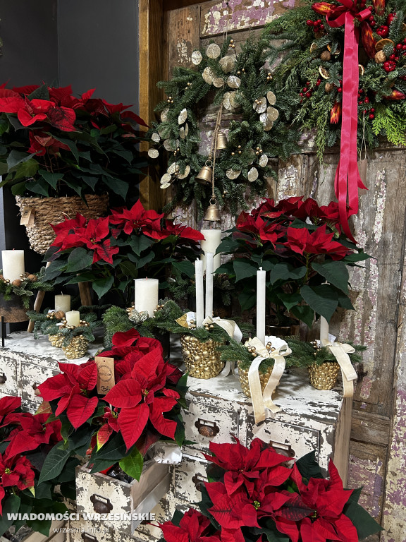 Świąteczne światy Zielonej Fabryki