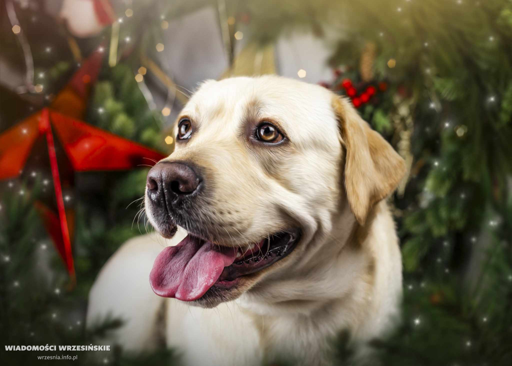 Świąteczne światy Zielonej Fabryki